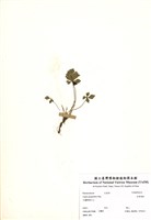 藏品(五葉黃連)的圖片